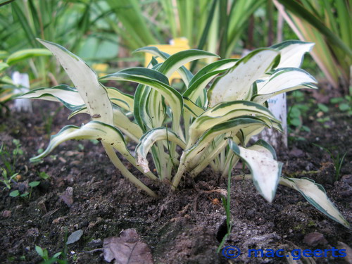 Hosta 'Little Jay'